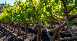 traditional pantelleria vine training