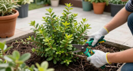 5 Best Fast-Growing Shade Shrubs in 2026